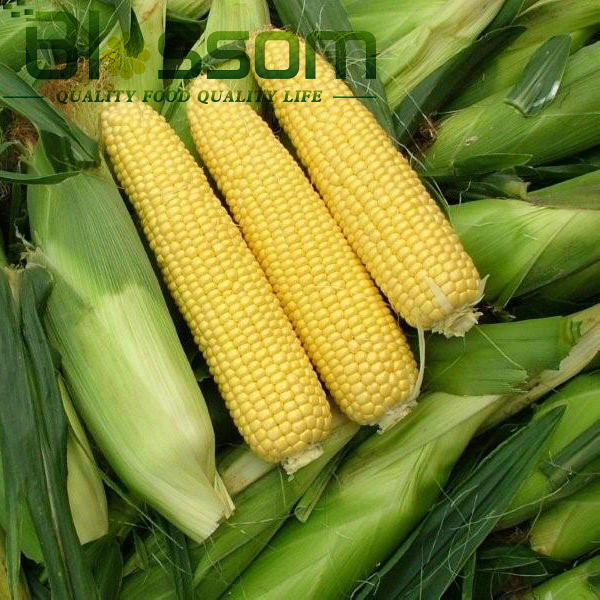 Export china hight quality products food frozen sweet corn vegetable 2014 new product