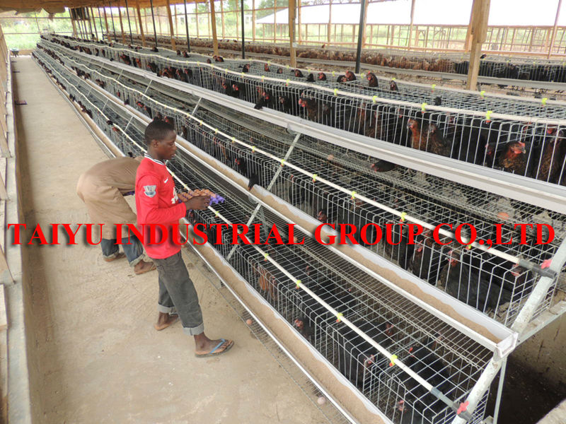 poultry layer chicken coop farm equipment, View poultry layer chicken ...