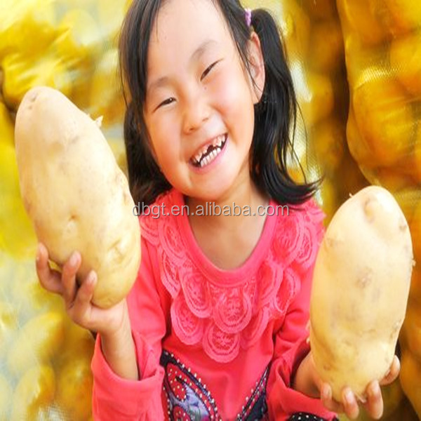 2013 Colour and lustre is bright beautiful fresh potato in dubai