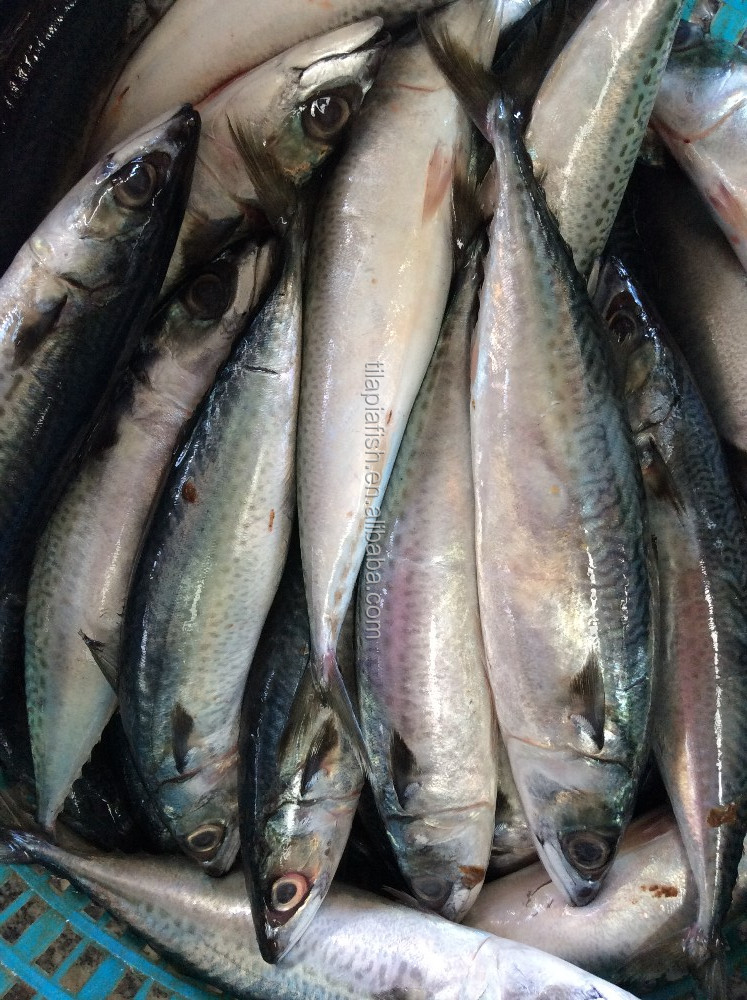 oily type frozen mackerel fish pacific mackerel