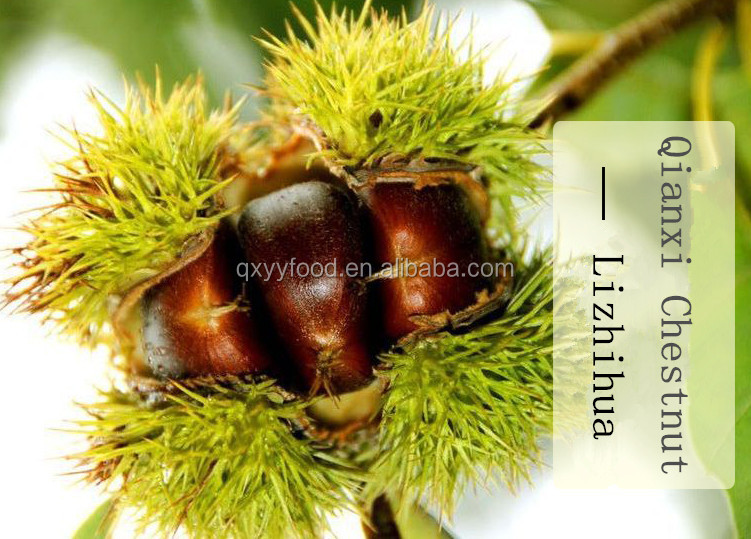 peeled chestnuts with square iron gift box