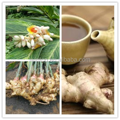 fresh yellow color ginger for sales
