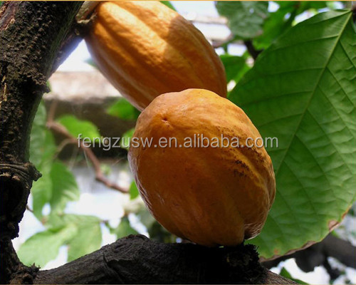 cocoa extract , Alkalized Cocoa Powder 10-12% fat