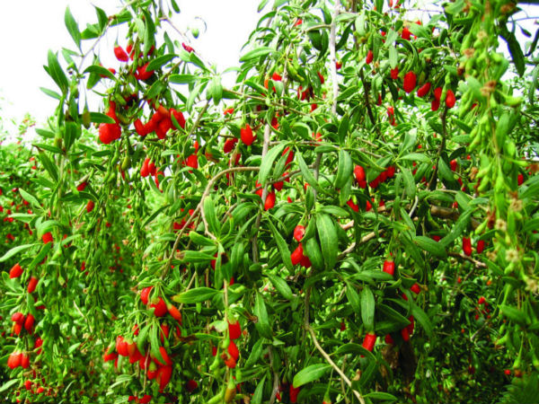 Hot Sale Lycium Barbarum Polysaccharide Goji Berry Extract
