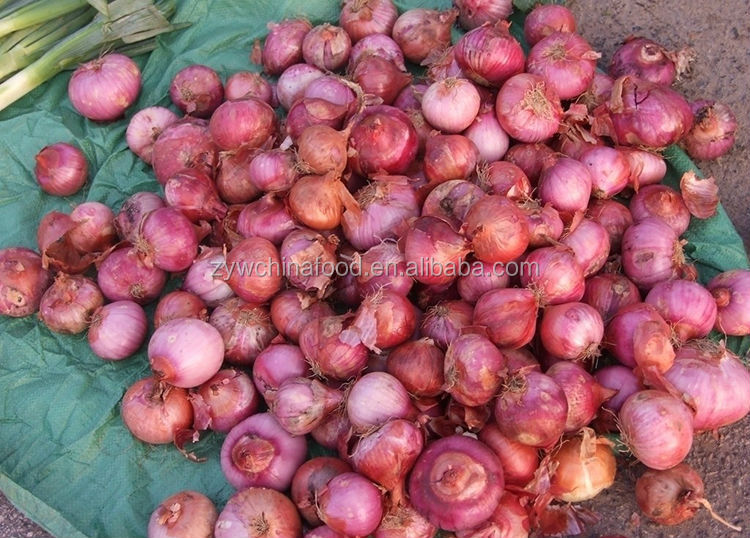 2014 New Export Bulk Red Onion Fresh Onion Most Popular