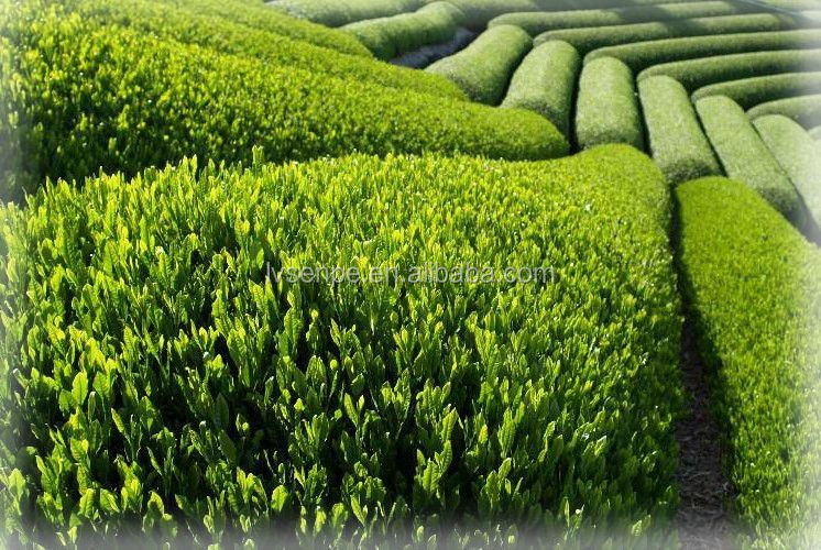Green Tea Extract Powder Green Tea Polyphenols