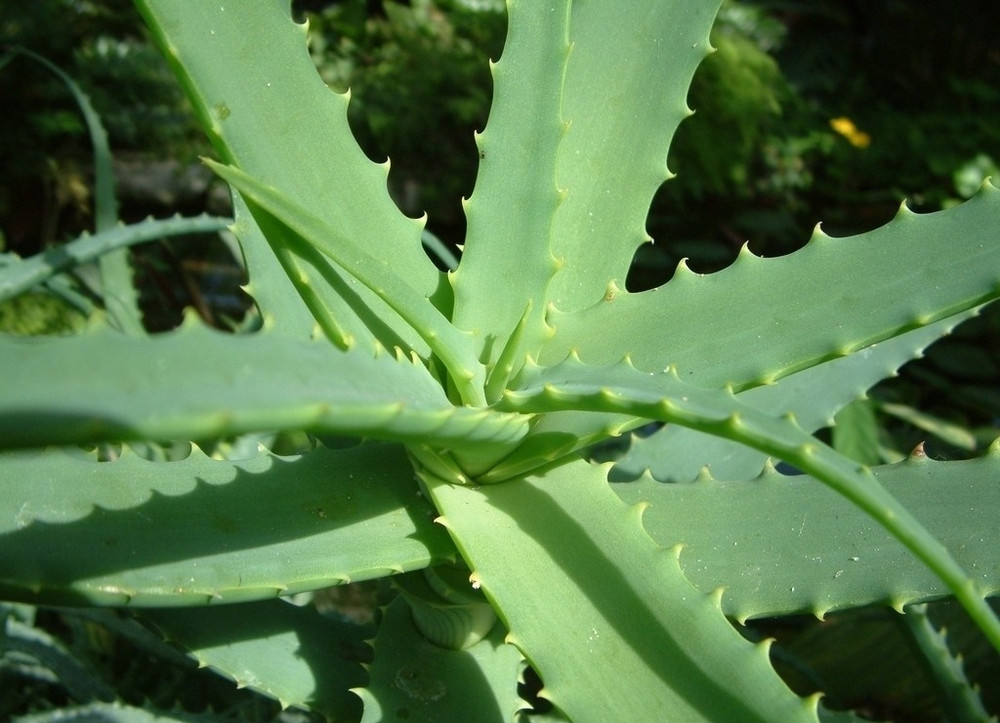 GMP Certificated Aloe Vera Softgel Capsule 1000mg