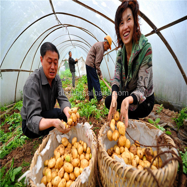 frozen potato net bag packing/potato cold storage
