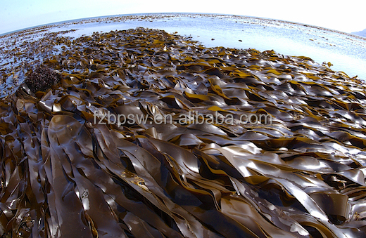 Laminaria-digitata-3.jpg