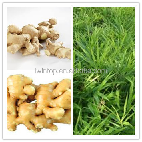2014 High Quality New Crop Chinese Fresh Ginger Prices Best Exporter in Shandong of China