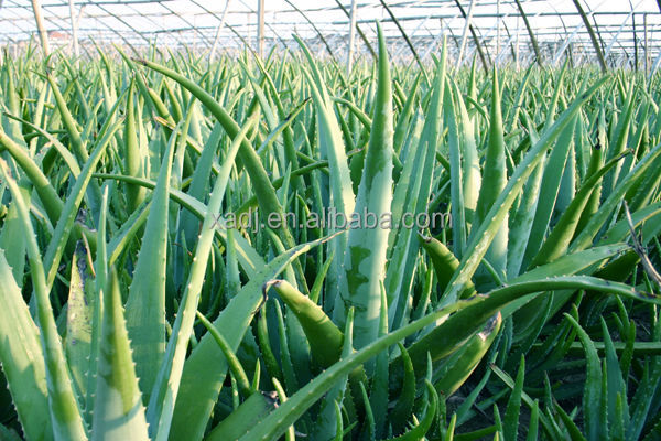 Aloe Vera Extract Polysaccharides