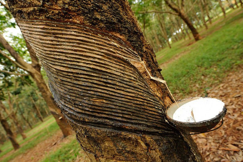 Rubber Tree Plantation/ Estate/ Land Buy Rubber Plantation For Sale