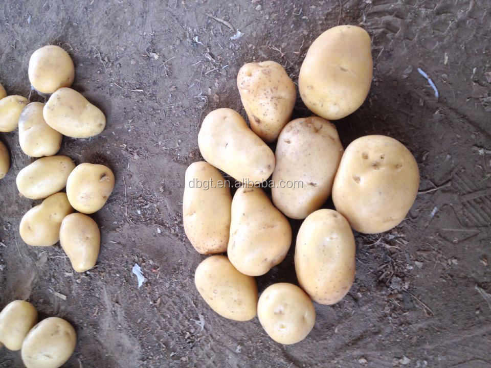 table potato for export/small potato at competitive price