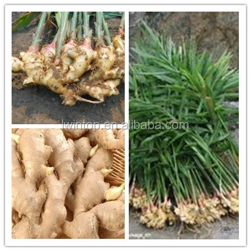 market prices for ginger;ginger price;ginger export