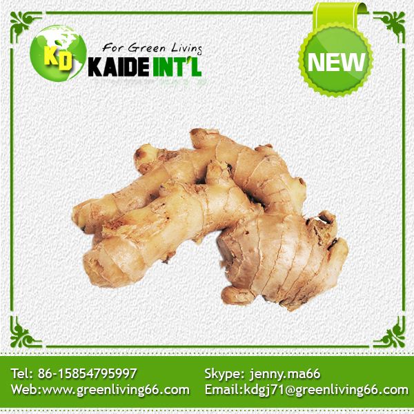 100% Export Standard Fresh Ginger