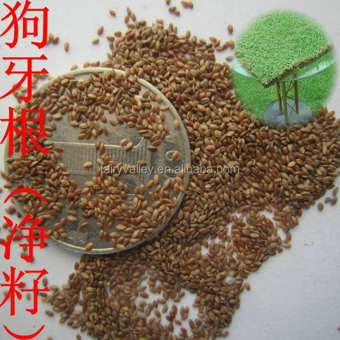 Blackjack bermuda grass seed for sale