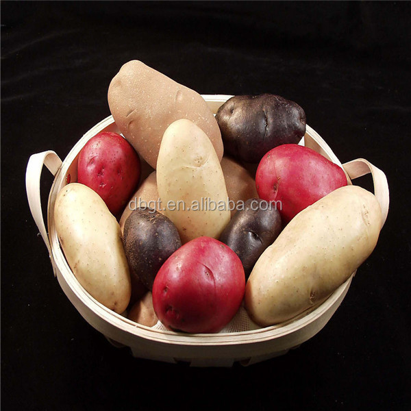 chinese fresh purple sweet potato/potato plant base