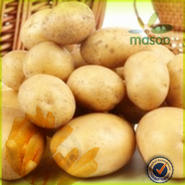 new fresh holland potato 150-200g export