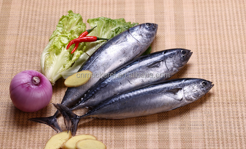 Hot Sale Fresh Whole Round Bonito /Frozen Bonito Fish