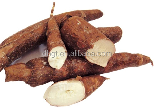 A large number of tapioca starch for export
