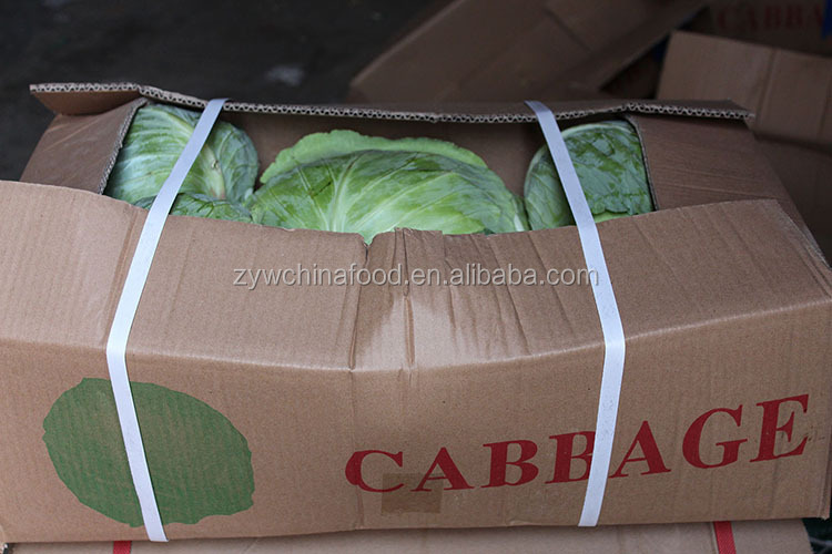 2014 Fresh Cabbage / Green Cabbage With High Quality Enjoying High Reputation