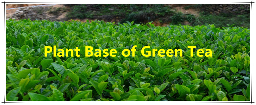 Lowest Price Matcha Green Tea Powder Green Tea Powder 1kg