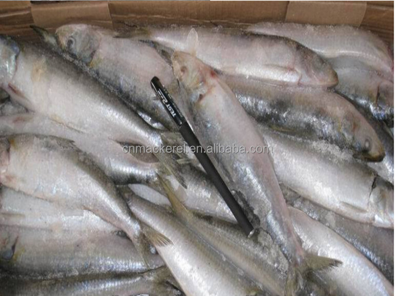 Frozen Small Size Sardine For Canning