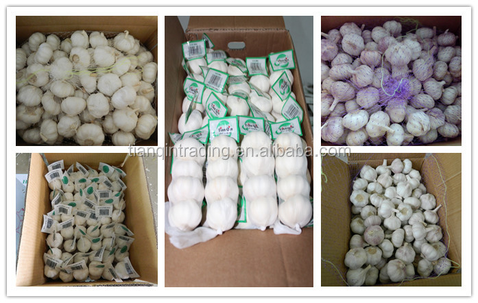 Garlic & Fresh Garlic & Normal white garlic for Chile Market