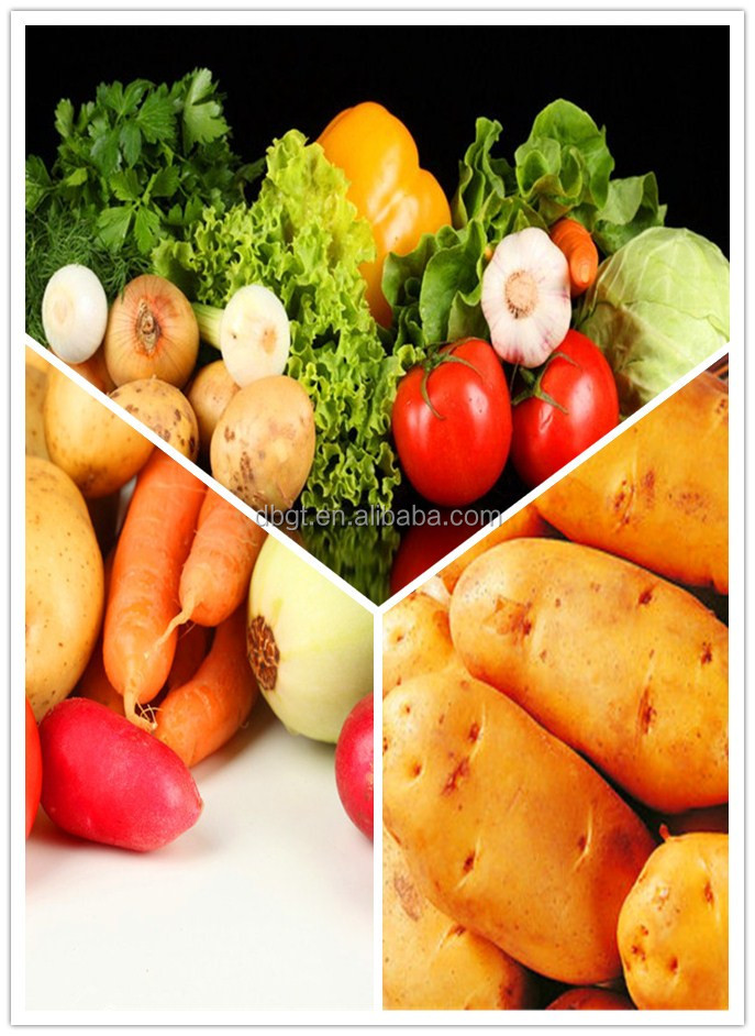 holland potato seed net bag packing/fresh holland potato