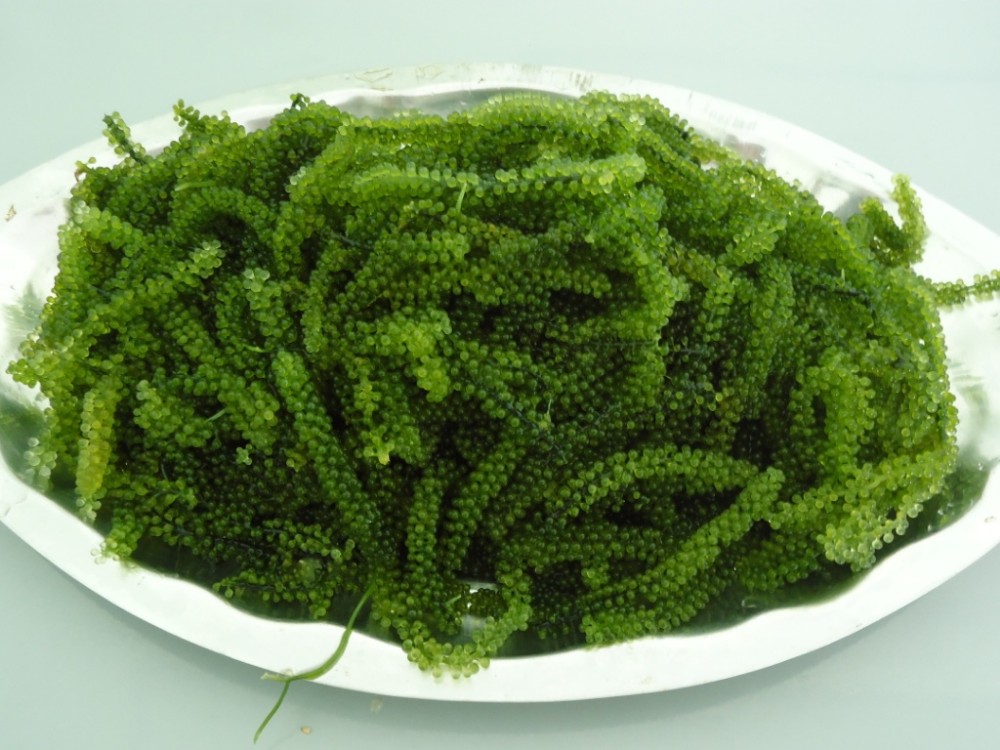 Fresh Sea Grapes / Okinawa Seaweed From Vietnam Supplier/ Buy Sea