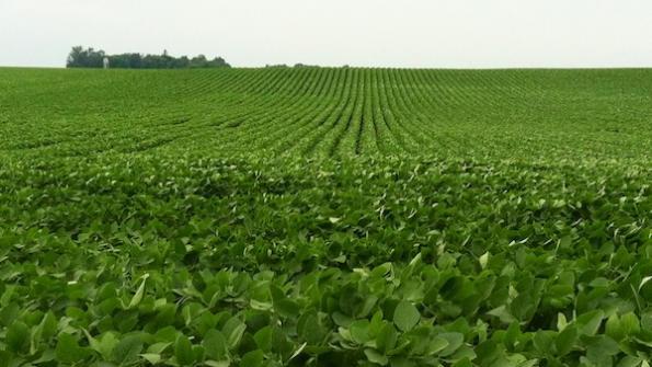 Non GMO Soybeans