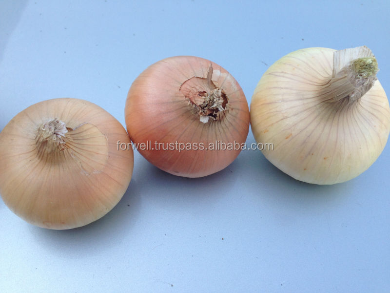 Fresh Onion spring onion