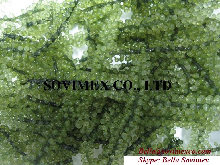SEA GRAPE.jpg