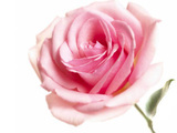バス海塩biapharma''rose''バス海塩バイオバラの香り問屋・仕入れ・卸・卸売り