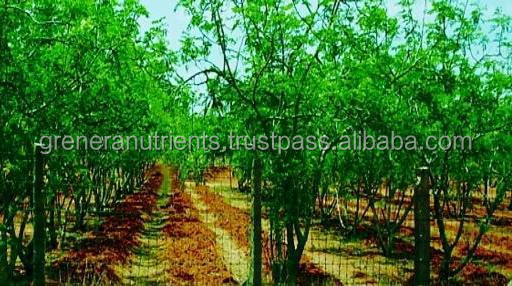 Moringa-farmCover775x300.jpg