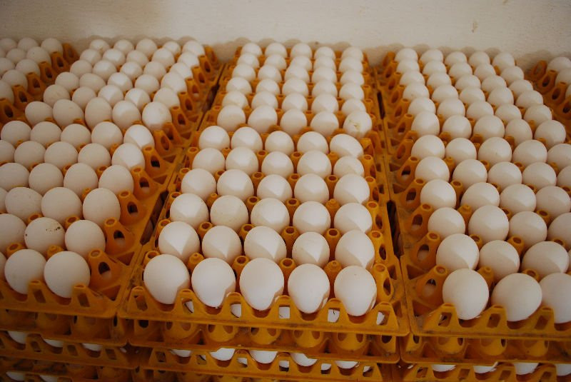 Cobb 500 Ross 308 Chicken Hatching eggs available