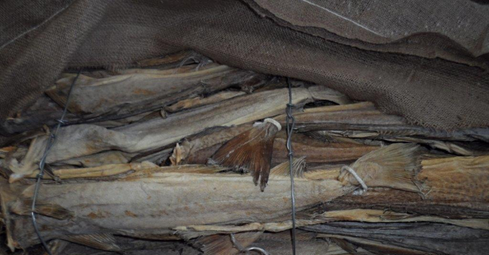 buy stockfish from norway