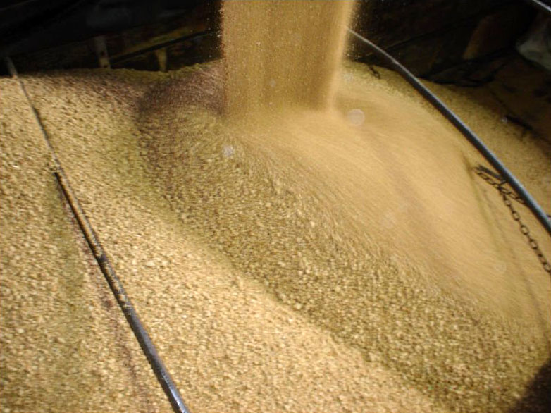 Soybean Meal - Animal feed