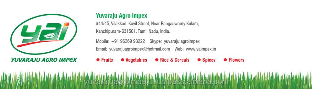 Fresh Citrus Fruit Supplier in India