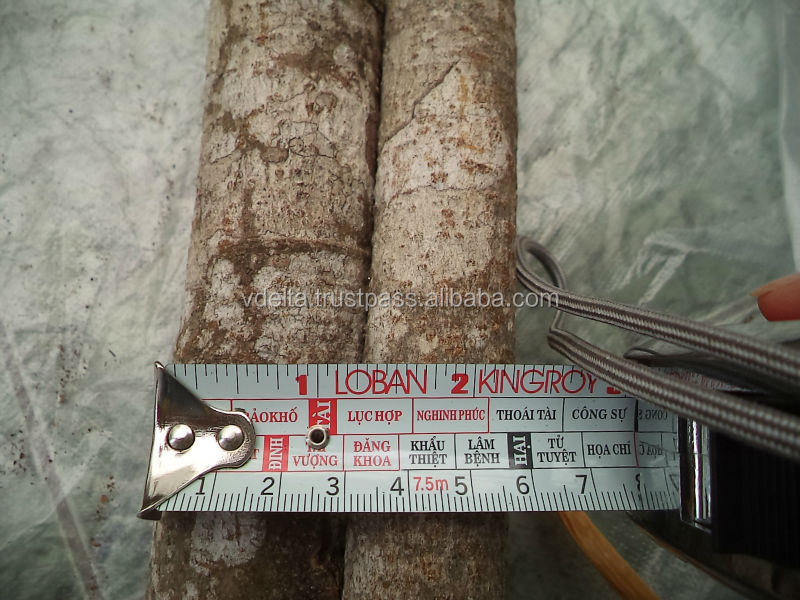 Split Cinnamon (Prime quality)