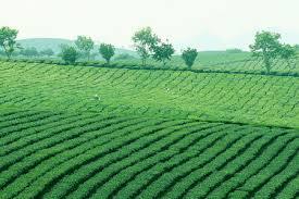 Vietnam good quality green tea OP