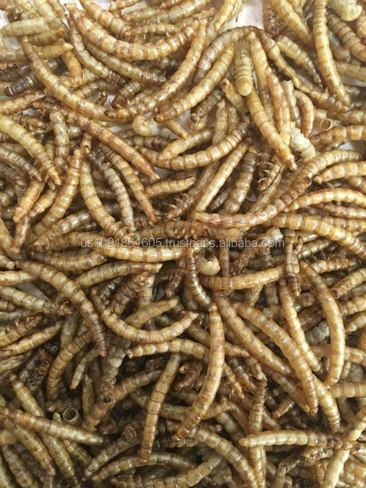 dried mealworms buy dried mealworm product on alibaba com dried mealworms buy dried mealworm product on alibaba com