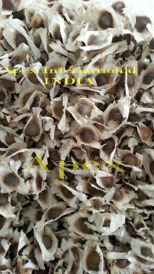 moringa seed 1- apex.jpg