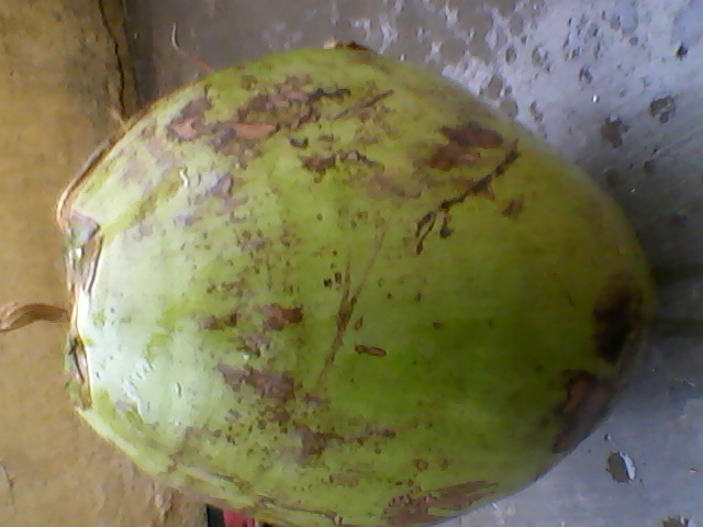 FRESH COCONUTS