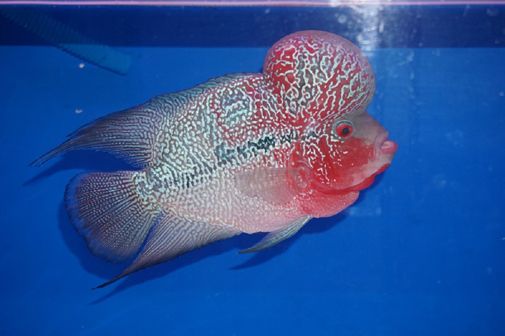 Flowerhorn Red Magma Cichlid Buy Flowerhorn Product on