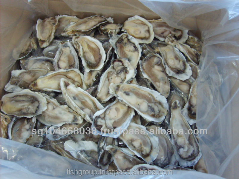 Frozen Raw Oyster Halfshell Buy Oyster Halfshell,Frozen Oyster
