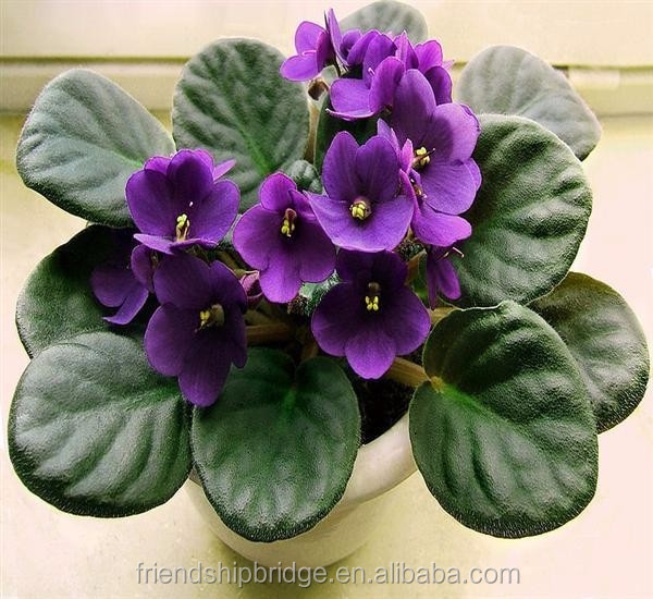 Saintpaulia ionantha Wendl 6.jpg