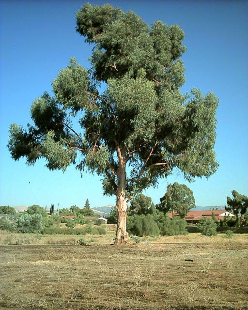 Eucalyptus Oil Bulk