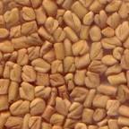Exporter of fenugreek