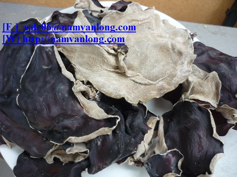 FUNGUS-MUSHROOM2